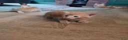 Mixed Breed cats for sale: 3 male kittens  - Advert 5
