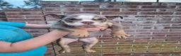 English Bulldog dogs for sale: Fully Vaccinated Ready To leave English Bulldog - Advert 14
