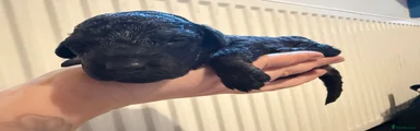 Cockapoo Puppy 3