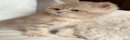 British Shorthair cats for sale: GCCF, BSH kittens from health tested parents  - Advert 29