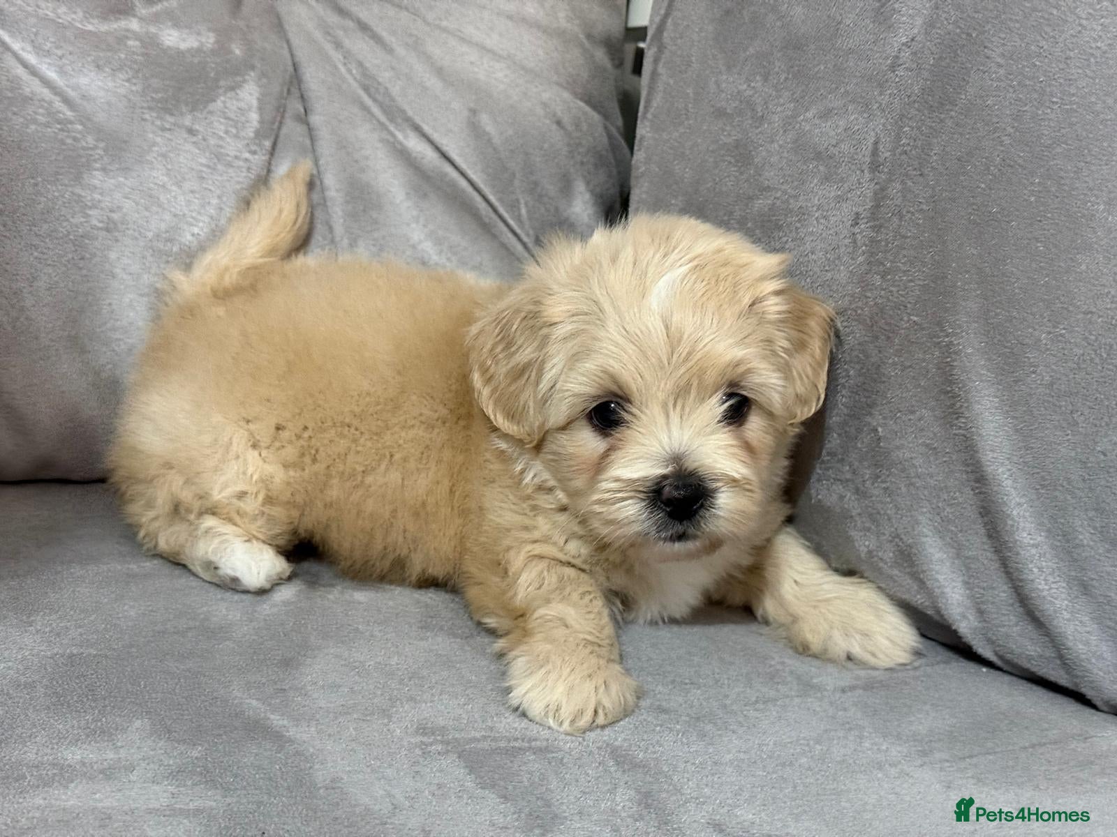 Shihpoo dogs Adorable ShihPoo Puppies Ready to Steal Your Heart - Advert 1