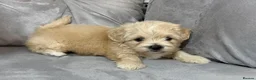 Shihpoo dogs for sale: Adorable ShihPoo Puppies Ready to Steal Your Heart in Northampton - Advert 1