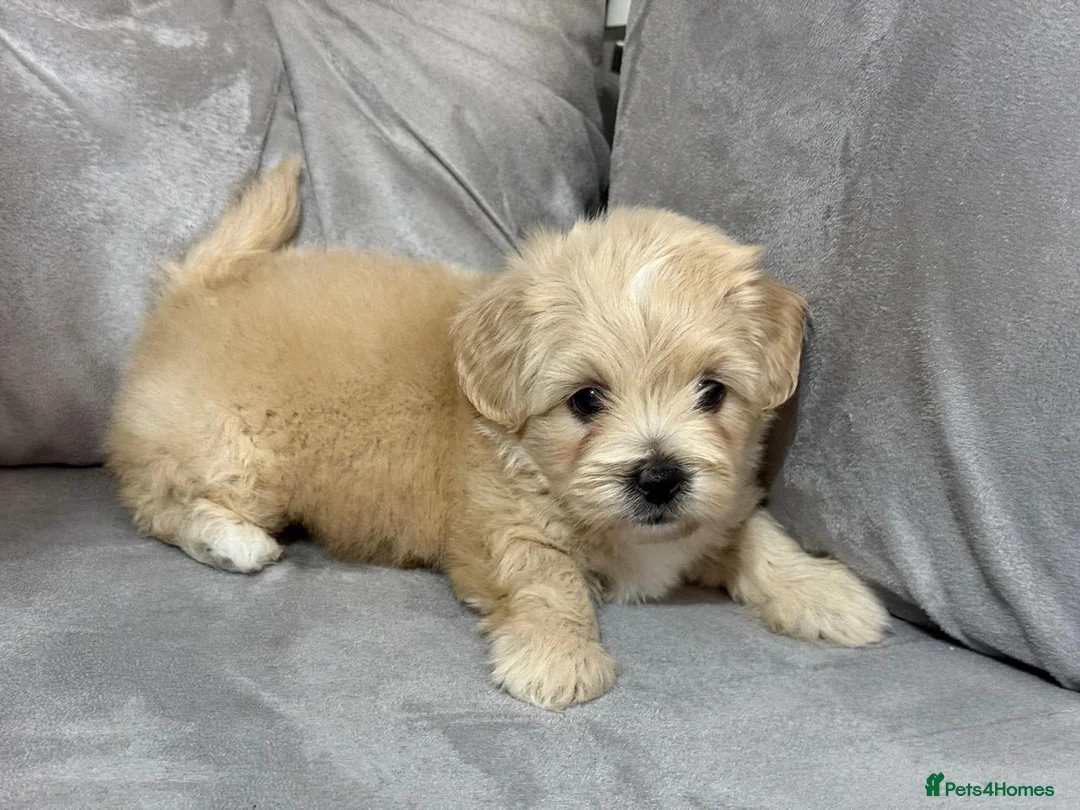 Shihpoo dogs for sale: Adorable ShihPoo Puppies Ready to Steal Your Heart in Northampton - Advert 1