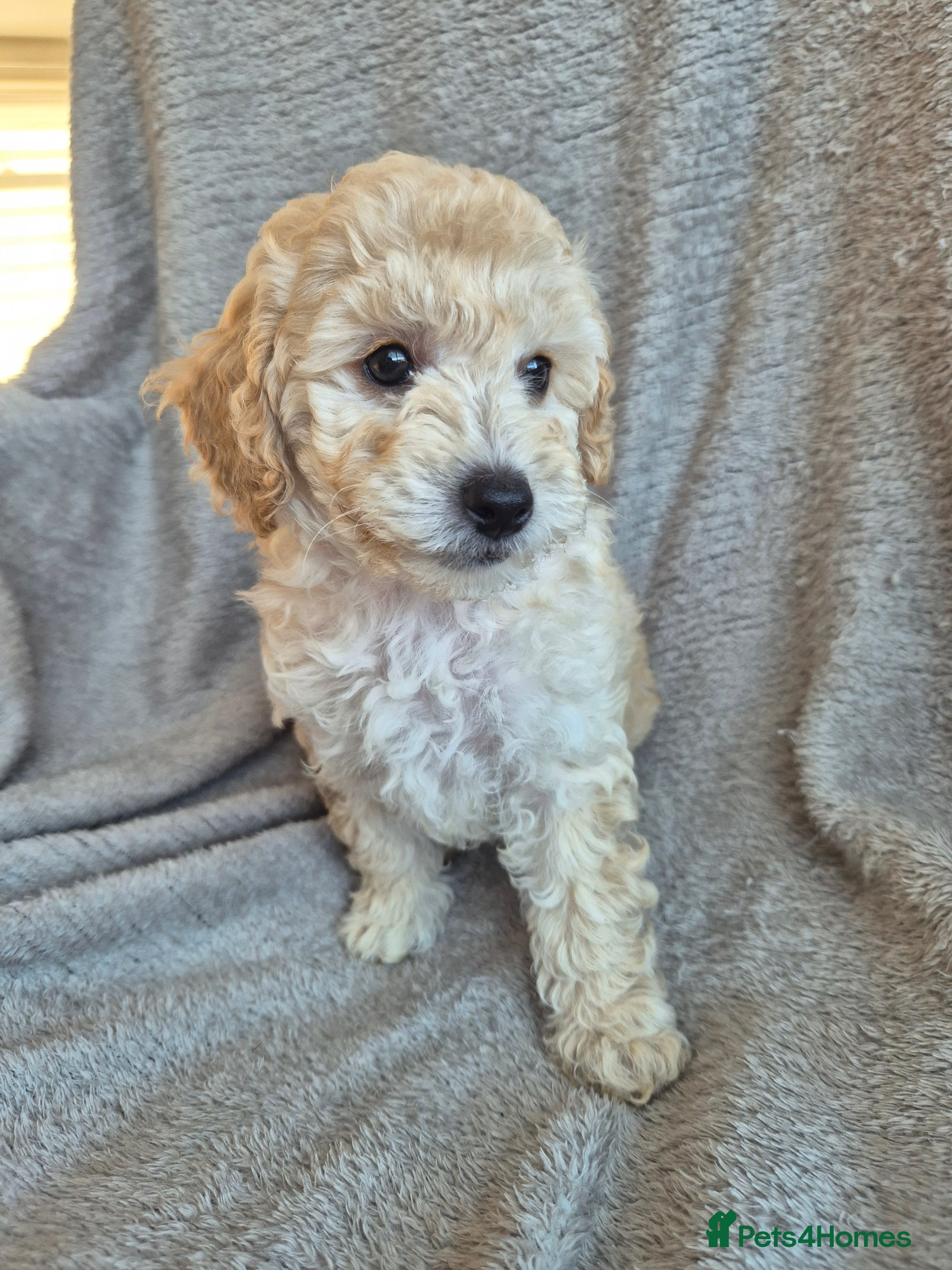 Miniature Poodle dogs 5 beautiful miniature poodles - Advert 1
