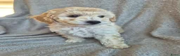 Miniature Poodle dogs for sale: Ready now! Only 2 girls left  - Advert 1