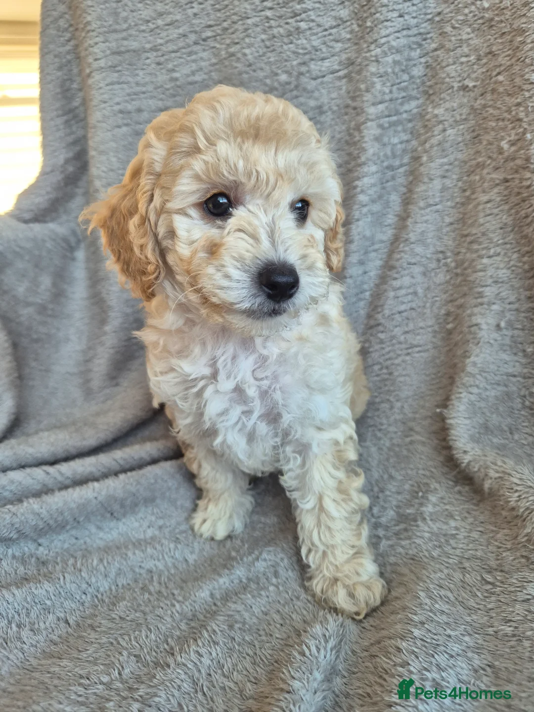 Miniature Poodle dogs for sale: Ready now! Only 2 girls left  - Advert 1
