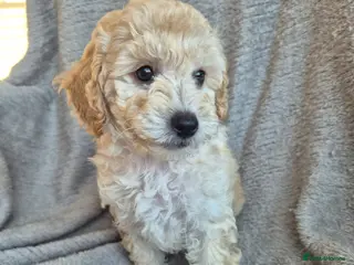 Miniature Poodle dogs 5 beautiful miniature poodles - Advert 1