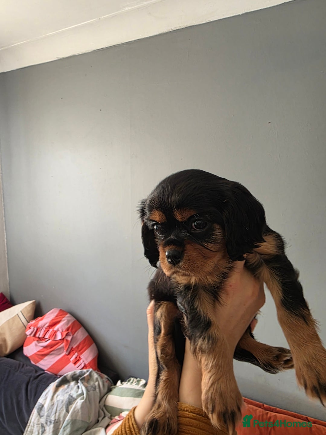 Cavalier King Charles Spaniel dogs for sale: Cavalier King Charles puppy girls - Image 13