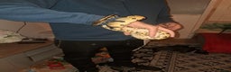 Python Snake reptiles for sale: Royal python  - Advert 3