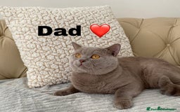 British Shorthair cats for sale: Gorgeous British Shorthair Kittens - Image 10