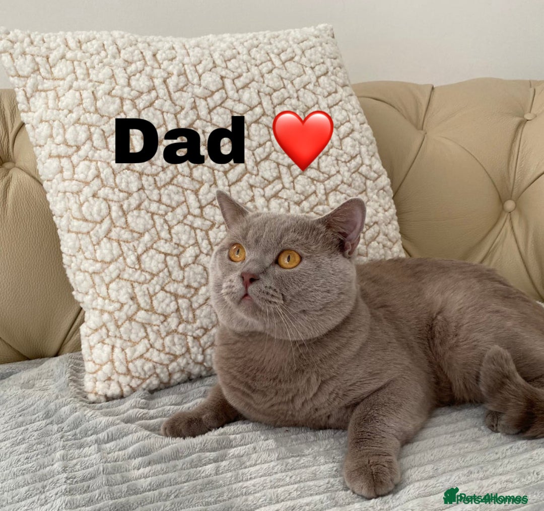 British Shorthair cats for sale: Gorgeous British Shorthair Kittens - Image 10