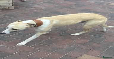 Mixed Breed dogs - Advert 2