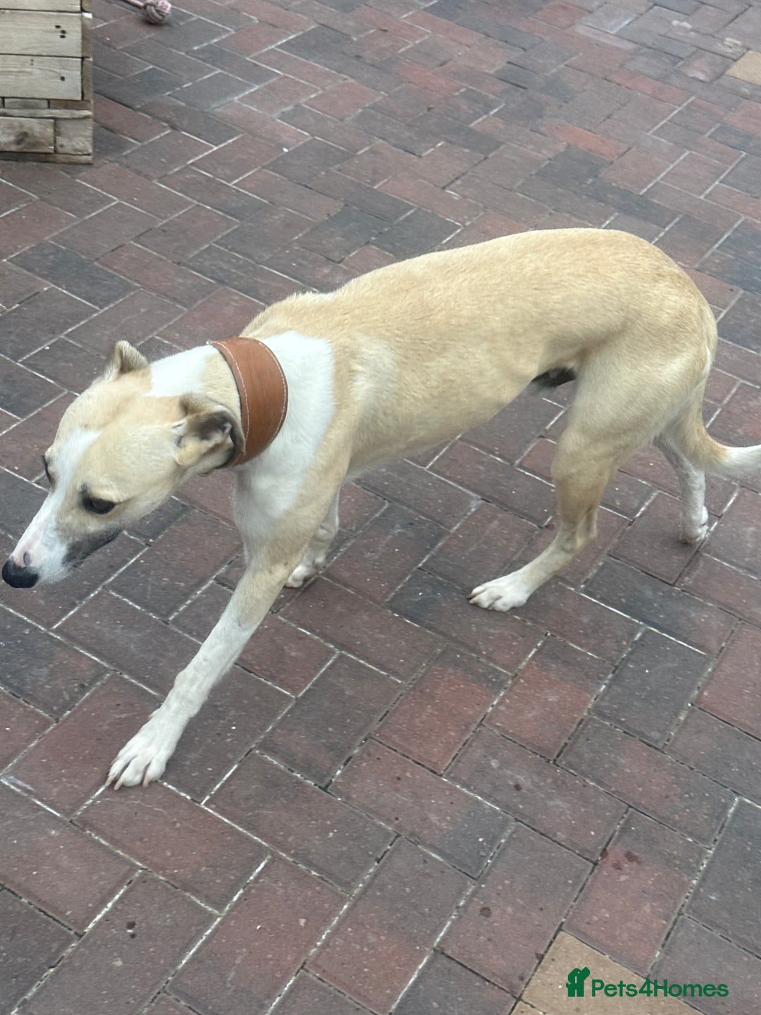 Mixed Breed dogs for sale: Beautiful healthy whippet  x Bedlington - Image 2