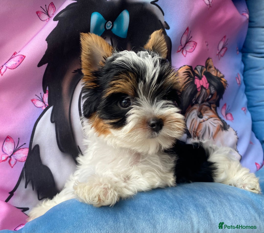 Yorkshire Terrier dogs for sale: Beautiful very small xxxs Biewer Yorkshire Terrier - Image 38