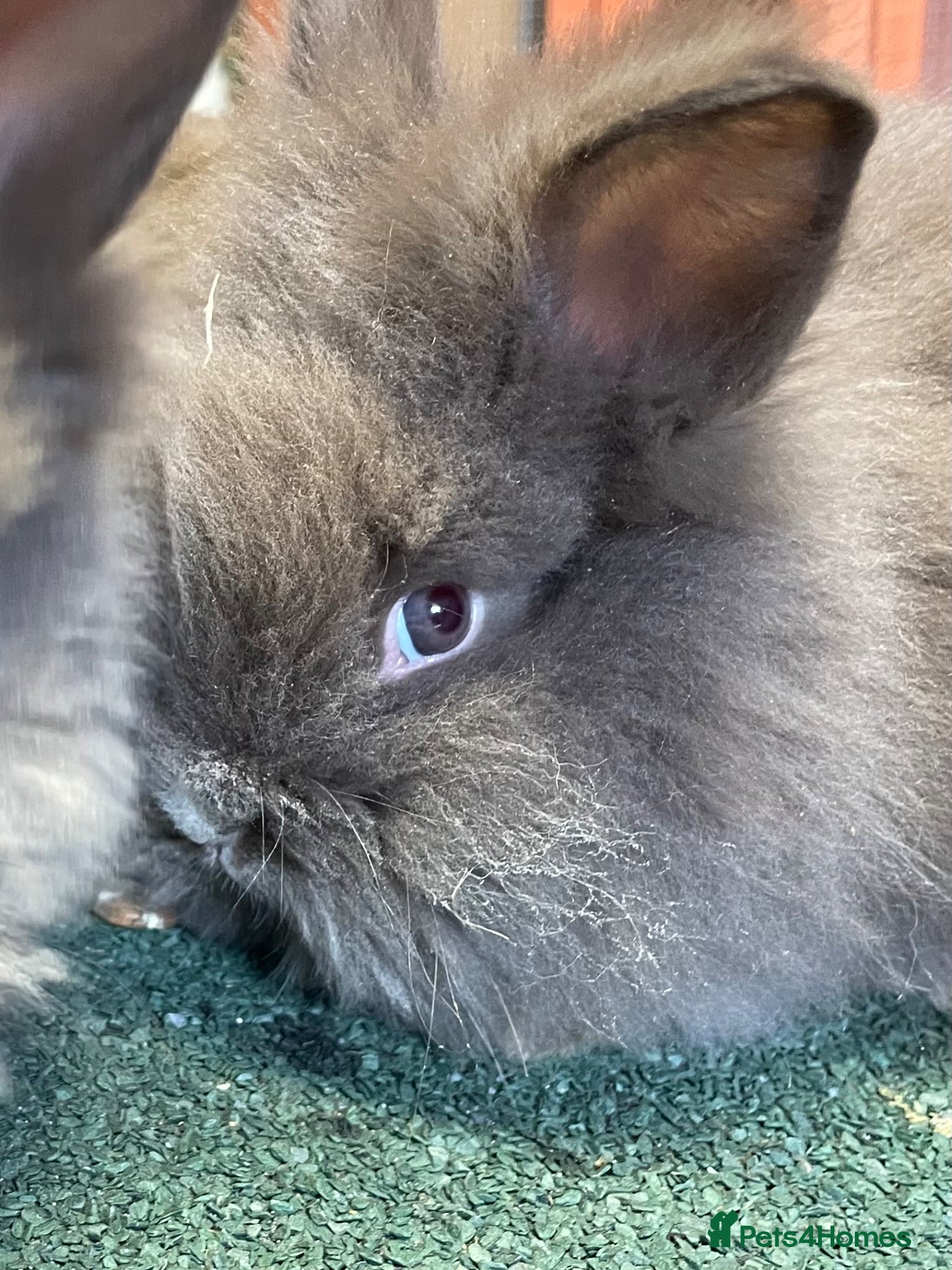 Lionhead rabbits for sale: Beautiful Baby Lionhead Bunnies  - Advert 3