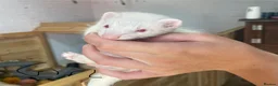 Ferret rodents for sale: Ferret kits for sale  - Advert 4