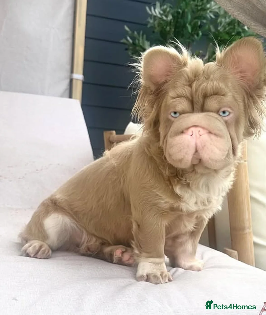 French Bulldog dogs for sale: PRINCE CHARMING😍 - Advert 4