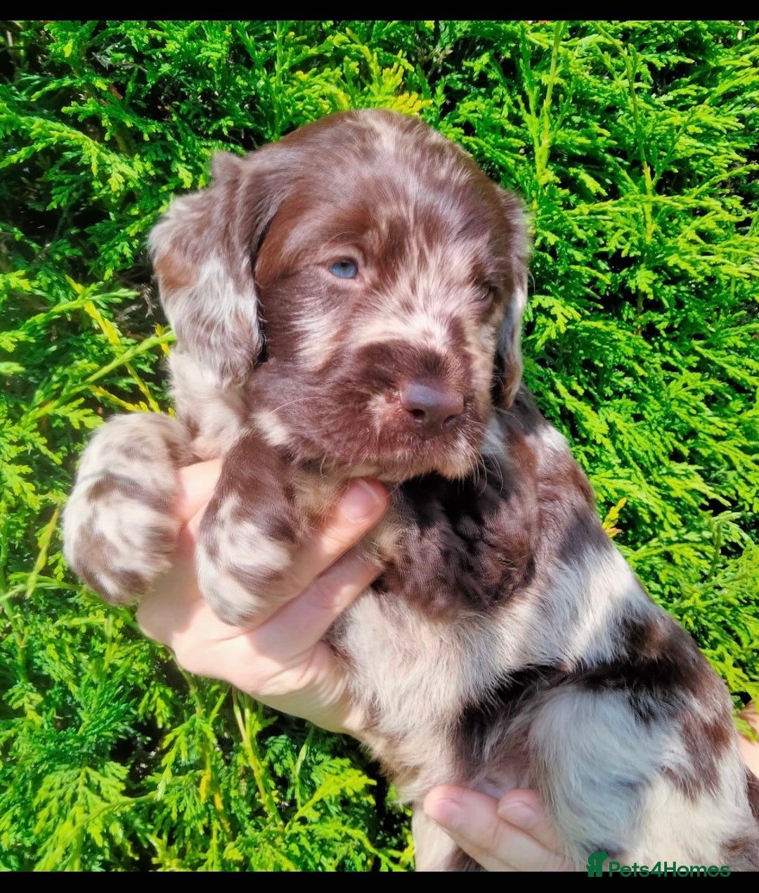 Miniature Poodle dogs for stud: Blue Merle, Chocolate carrier, Miniature stud in Newcastle - Advert 11