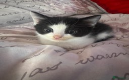 Mixed Breed cats for sale: Fluffy kittens - Image 6