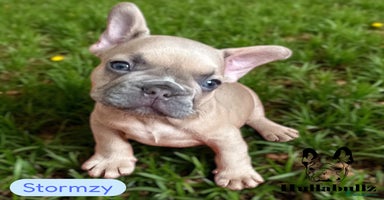 French Bulldog dogs - Advert 14