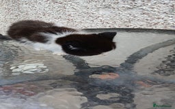Mixed Breed cats for sale: Fluffy kittens - Image 10