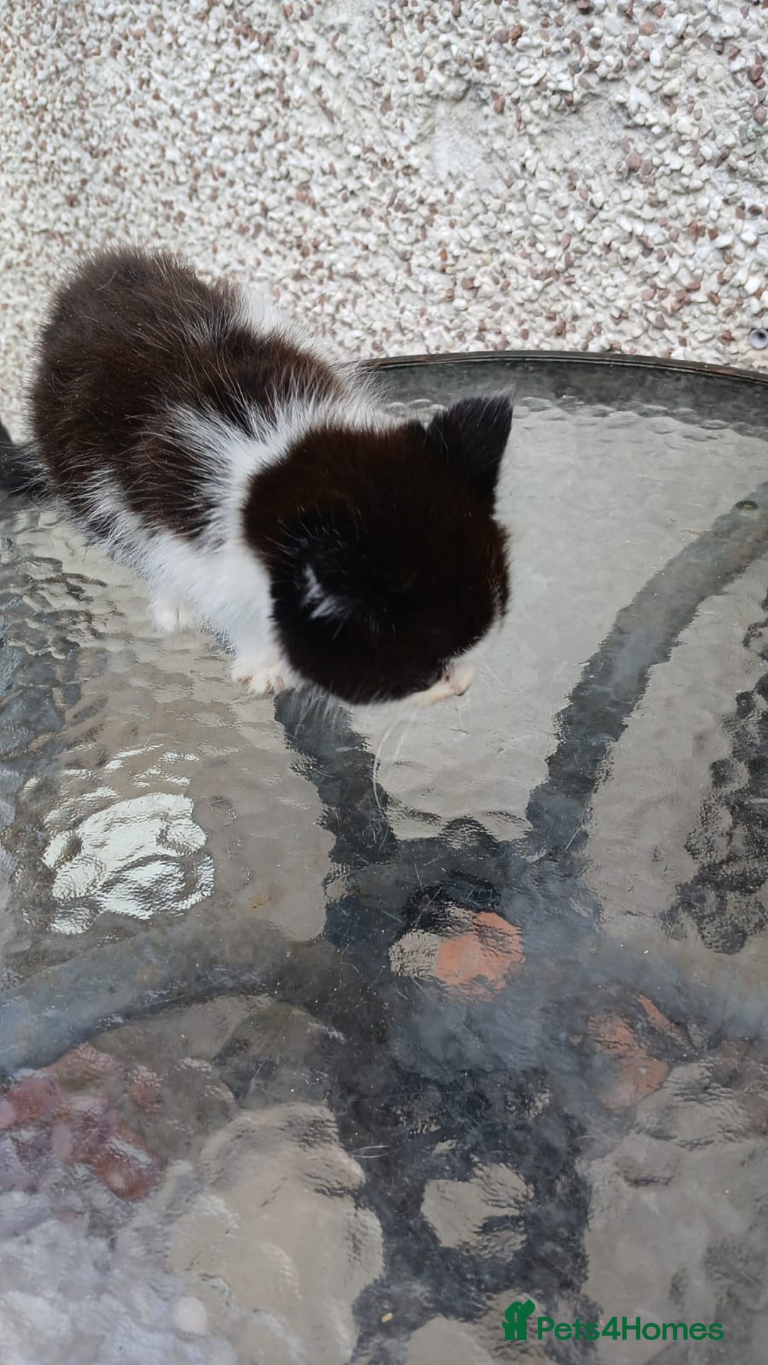 Mixed Breed cats for sale: Fluffy kittens - Image 10