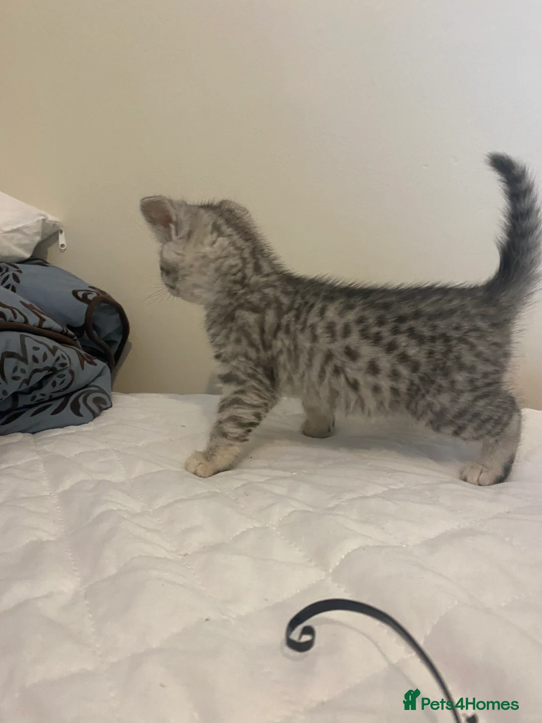 Mixed Breed cats for sale: Ragdol x bengal 2 left  - Advert 23
