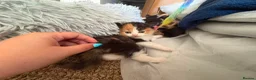 Mixed Breed cats for sale: For sale 4 beautiful Tabby x Kittens in Northampton - Advert 18