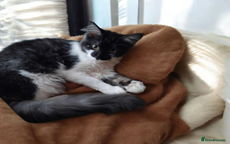 Maine Coon cats for sale: Female Maine Coon kitten - Image 6