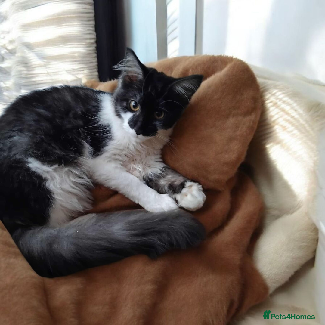 Maine Coon cats for sale: Female Maine Coon kitten - Image 6