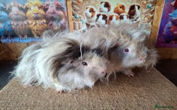 Guinea Pig rodents for sale: Lunkarya - Image 6
