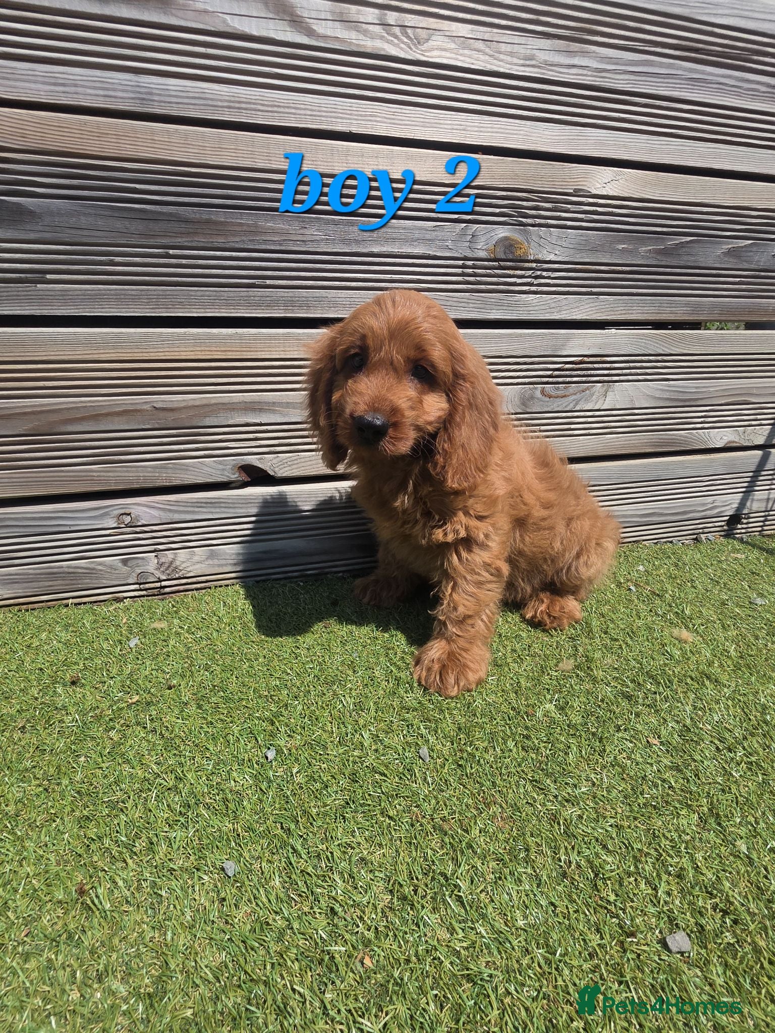 Cockapoo dogs **  1 left ** 7 Adorable F1 Cockapoo pups ♥️🐕🐾 - Advert 2