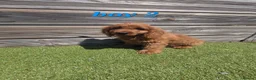 Cockapoo dogs for sale: 7 Adorable F1 Cockapoo pups ♥️🐕🐾 - Advert 6