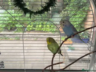 Budgerigars birds Budgies - Advert 3