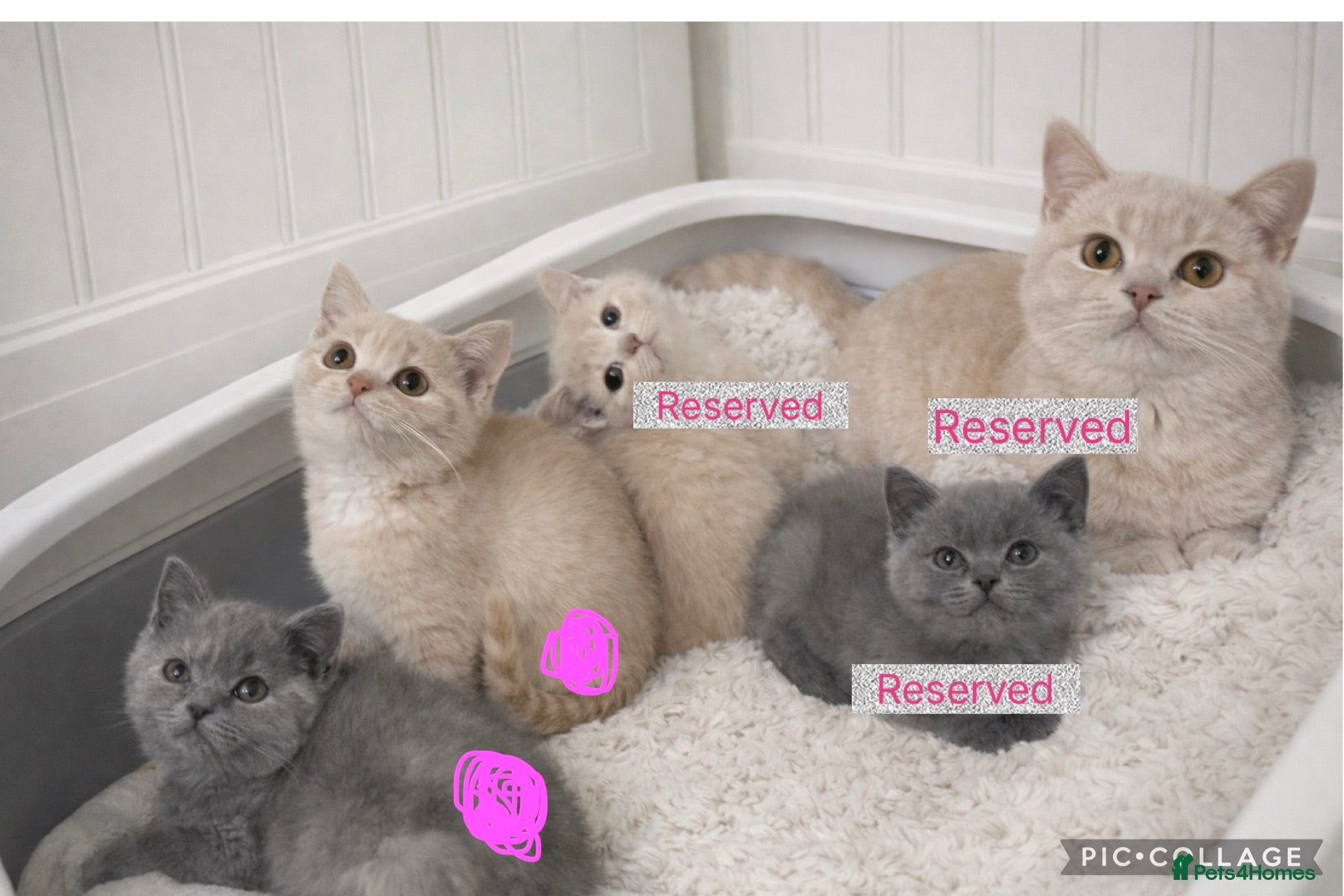 British Shorthair cats British shorthair girls ready in 4 weeks  - Advert 15