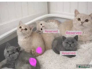 British Shorthair cats British shorthair girls ready in 4 weeks - Advert 15