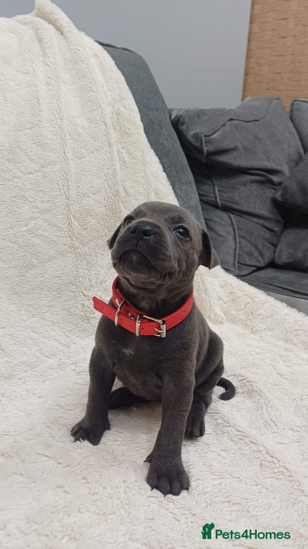 Staffordshire Bull Terrier dogs for sale: Beautiful blue staffy puppies  - Advert 5