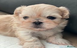 Shih Tzu dogs for sale: 2 Stunning Genuine Imperial ShihTzu's  - Image 5