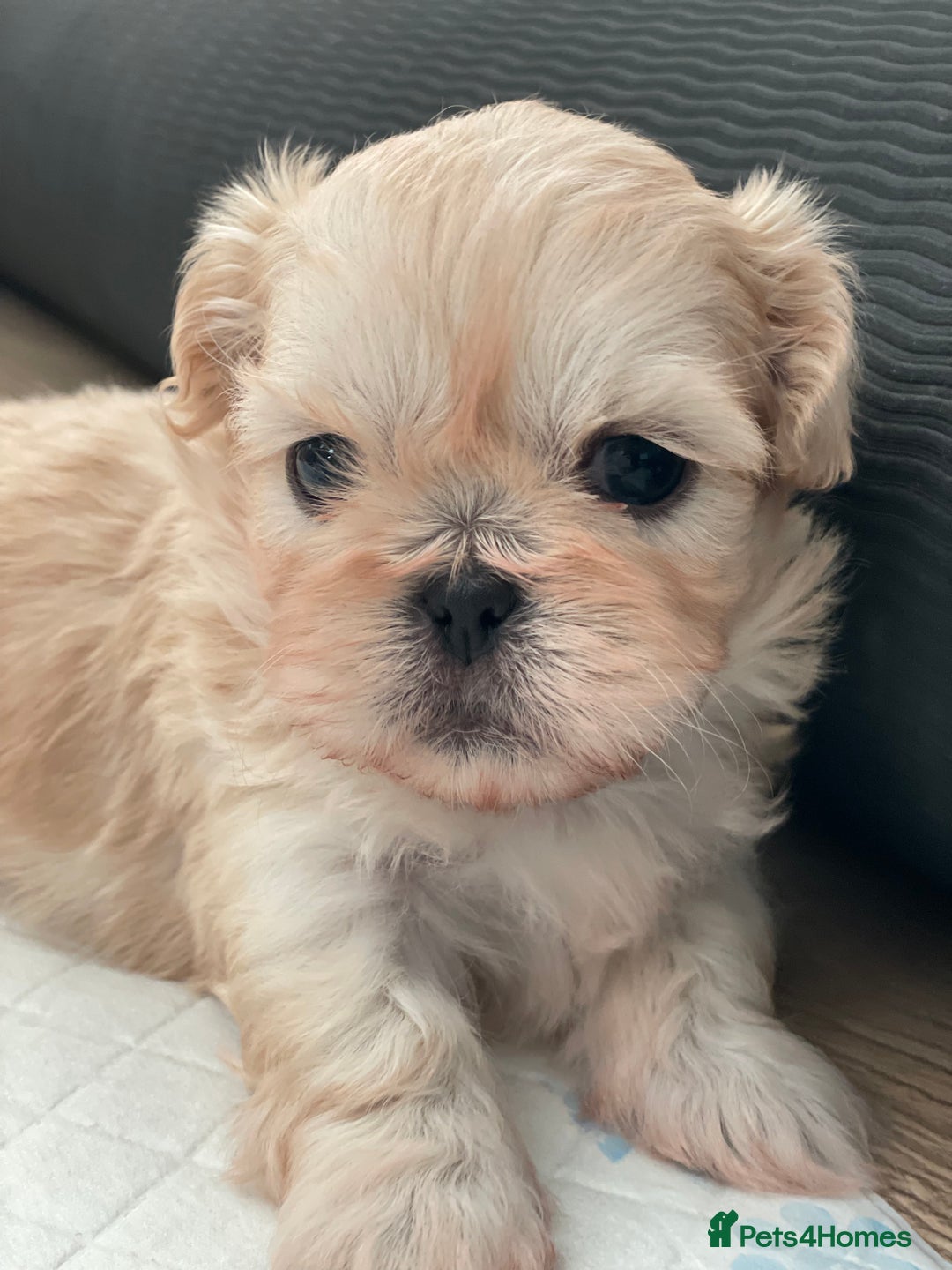 Shih Tzu dogs for sale: 2 Stunning Genuine Imperial ShihTzu's  - Image 5