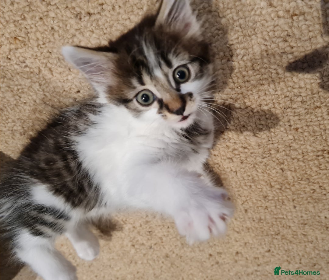 Mixed Breed cats for sale: Beautiful mane cross kittens  - Advert 4