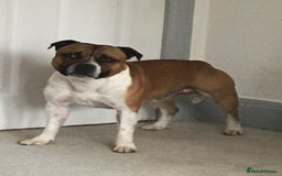 Staffordshire Bull Terrier dogs for stud: Proven Staffordshire Bull Terrier for Stud  - Image 27