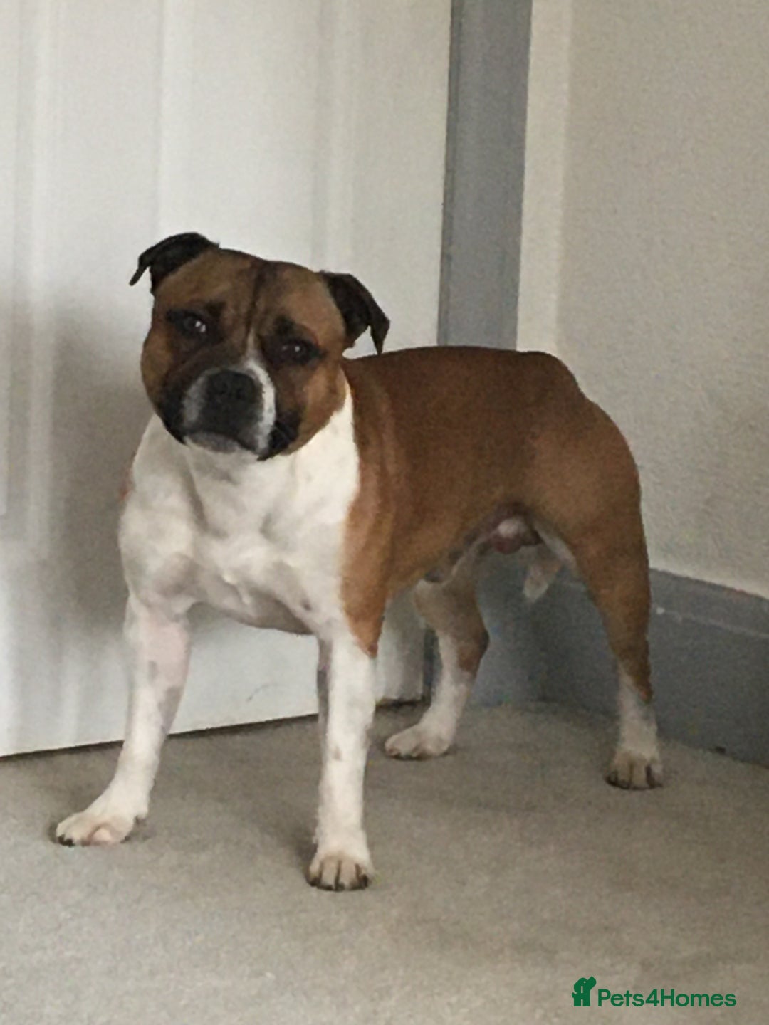 Staffordshire Bull Terrier dogs for stud: Proven Staffordshire Bull Terrier for Stud  - Image 27