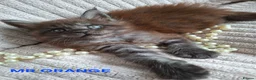 Maine Coon cats for sale: 3 Beautiful Maine coons  - Advert 14