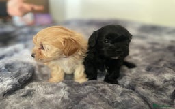 Shih Tzu dogs for sale: TINY Asian ** toy Shipoo’s ADORABLE  - Image 9