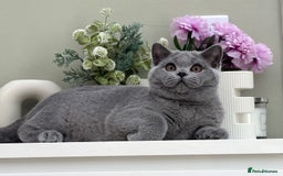 British Shorthair cats for sale: British Blue boy - Image 10