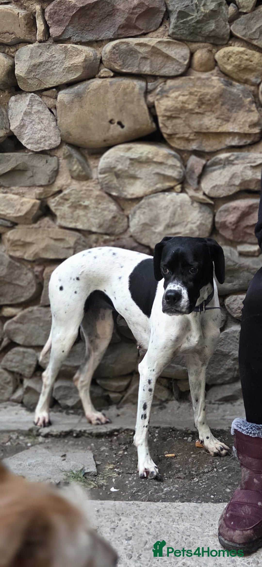 Pointer dogs for adoption: Celta  - Advert 2