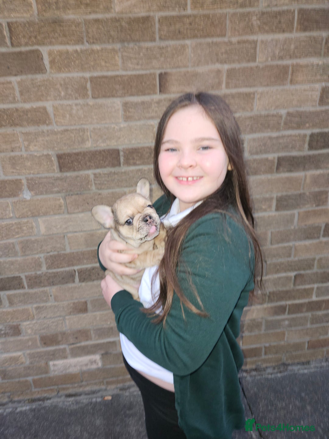 French Bulldog dogs for sale: 3 beautiful French bulldog puppies  - Image 14