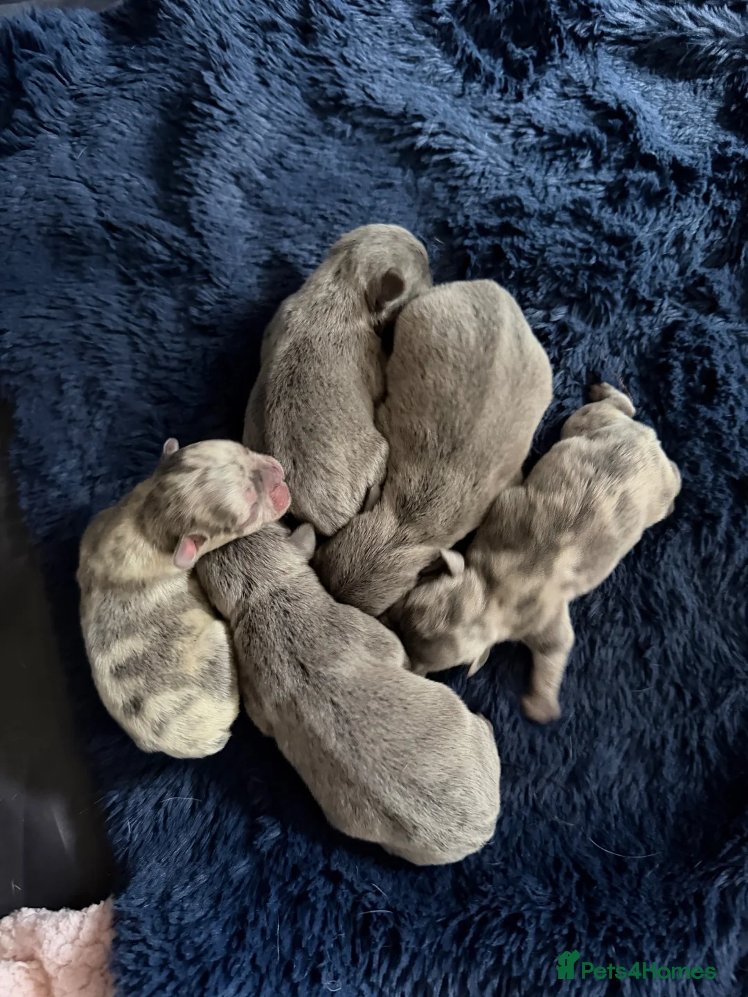 French Bulldog dogs for sale: French Bulldog Puppies in Doncaster - Advert 19