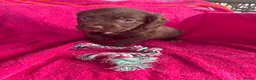 Sprocker dogs for sale: 5 chocolate Sprockers  - Advert 2