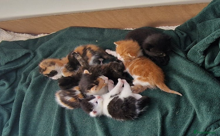 Mixed Breed cats - Advert 15